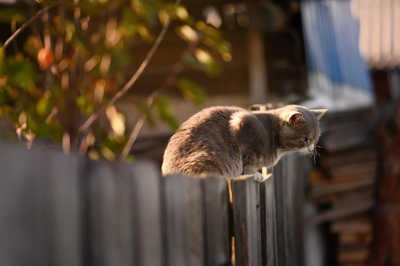 Guide complet 2026 : installer une clôture en bois dans votre jardin facilement